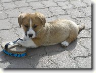 Welsh Corgi Cardigan