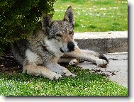 Chechoslovakian wolfdog \\\\\(Dog standard\\\\\)