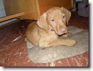 Rövidszörü Magyar Vizsla, Hungarian Short-haired Pointing Dog