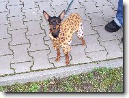 PRAGUE RATTER