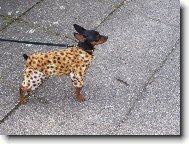 PRAGUE RATTER