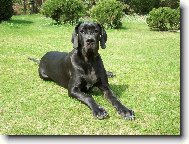 Deutsche Dogge