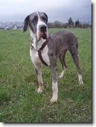 Deutsche Dogge