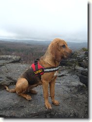Chien de Saint-Hubert
