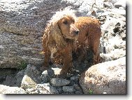 American Cocker Spaniel