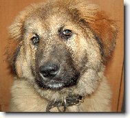 Caucasian shepherd \(Dog standard\)