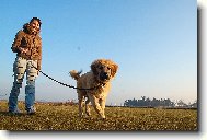 Caucasian shepherd \(Dog standard\)