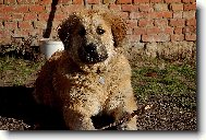 Caucasian shepherd \(Dog standard\)