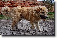 Caucasian shepherd \(Dog standard\)