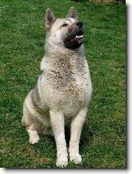 American akita