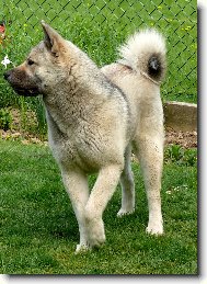 American akita