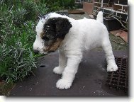 Fox terrier wire \\\\\(Dog standard\\\\\)