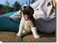 Fox Terrier Wire