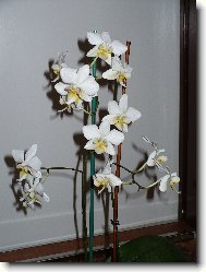 Phalaenopsis