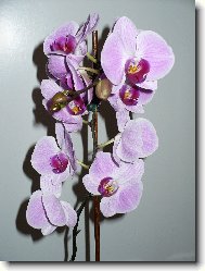 Phalaenopsis