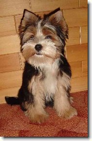 Jorkšírský terier, Yorkshire Terrier,