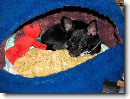 Chihuahua