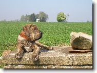 Fila Brasileiro