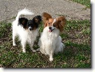 Papillon