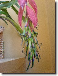 Billbergia