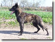 Dutch shepherd dog \(Dog standard\)