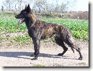 Dutch shepherd dog \\\\\(Dog standard\\\\\)