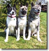 American akita