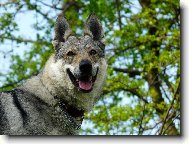 Chechoslovakian wolfdog \(Dog standard\)