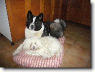 American akita