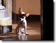 Chihuahua