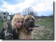 English Mastiff