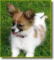 Papillon