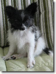 Papillon