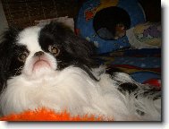 Chin, Japanese Chin