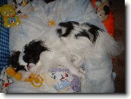 Chin, Japanese Chin