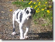 Deutsche Dogge