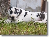 Deutsche Dogge