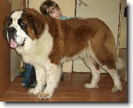 Saint Bernard