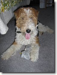 Fox terrier wire \\\\\(Dog standard\\\\\)