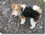 Fox Terrier Wire