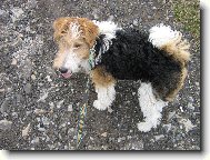 Fox terrier wire \\\\\(Dog standard\\\\\)