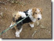 Fox terrier wire \\\\\(Dog standard\\\\\)