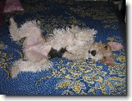 Fox Terrier Wire