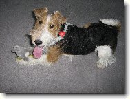 Fox terrier wire \\\\\(Dog standard\\\\\)