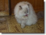 Birman \(cat\)