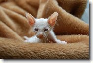 Donskoy sphynx \(Cat\)