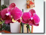 Phalaenopsis