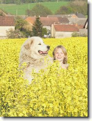 Pyrenean mountain dog \(Dog standard\)