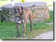 Mallorca mastiff \\\\\(Dog standard\\\\\)