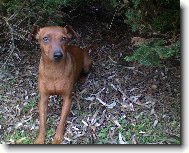 Miniature pinscher \(Dog standard\)